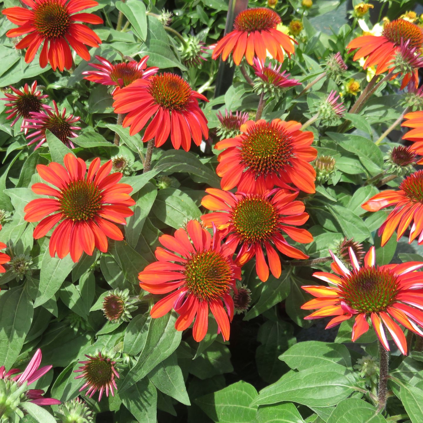 Red Coneflower.jpg